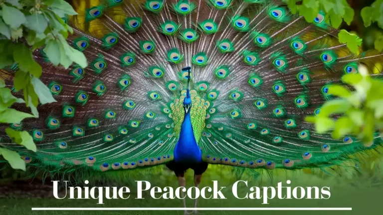 Unique Peacock Captions